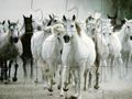 White Horse Jigsaw para jogar online